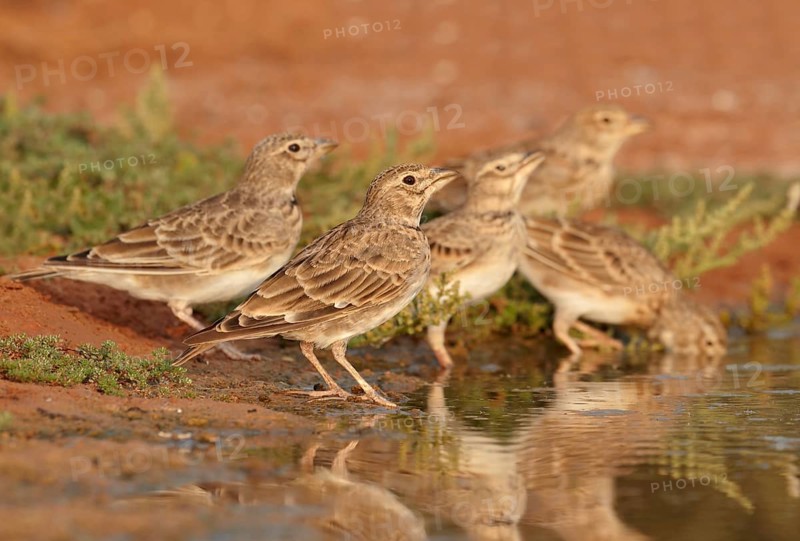 Calandra Lark