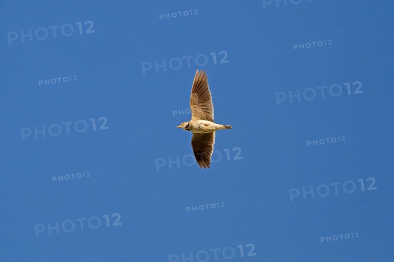 Calandra Lark