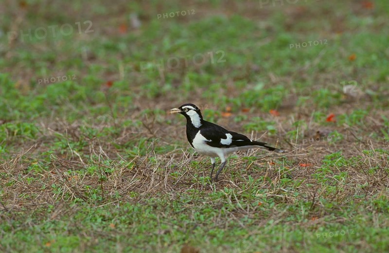Magpie