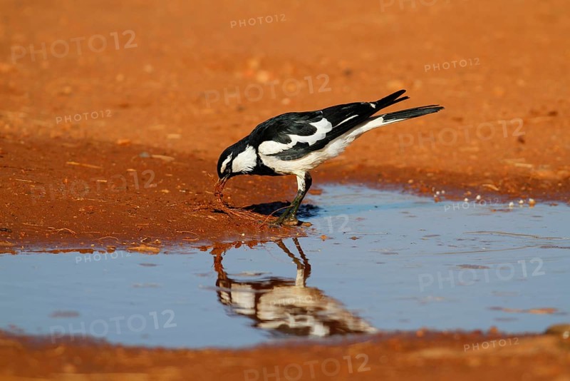Australian magpie-lark