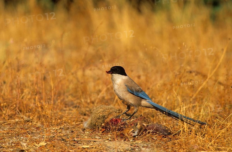 Blue azure-winged magpie