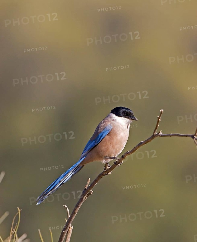Azure azure-winged magpie
