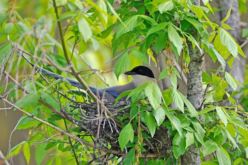 Adult Blue azure-winged magpie
