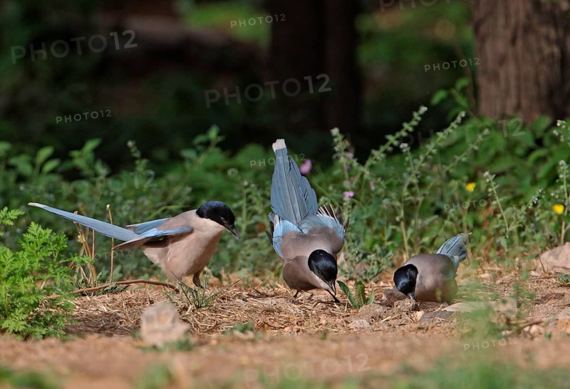 Azure-winged Magpie
