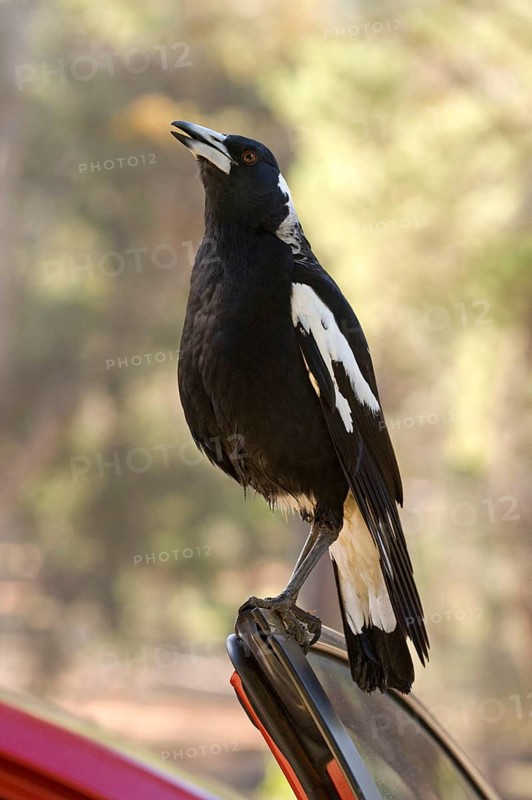 Australian Magpie