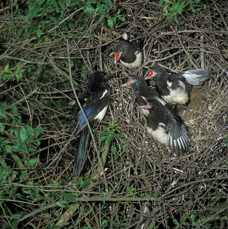Common Magpie