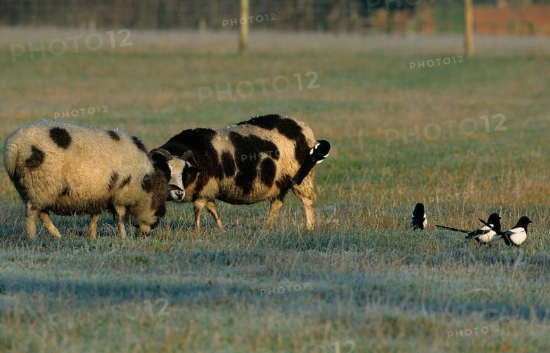 European magpie