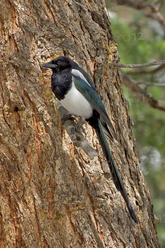 Black-billed magpie