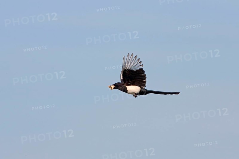 European magpie