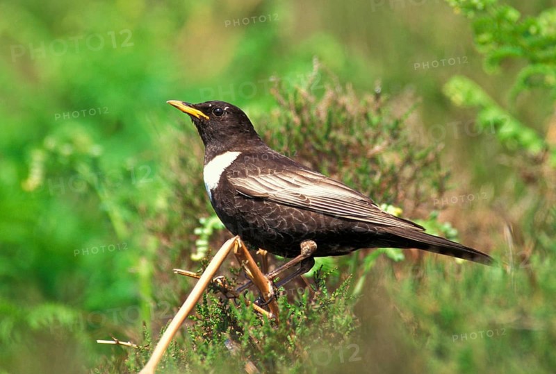 Ring ouzels