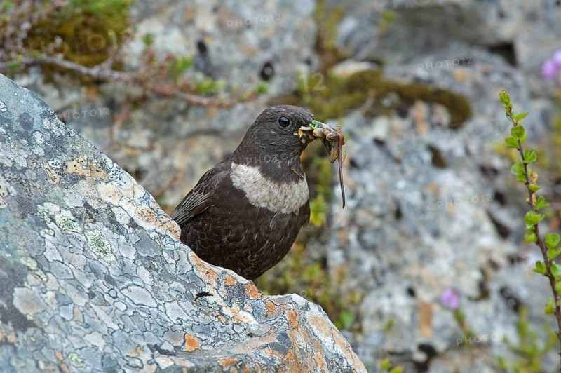 Ring ouzel