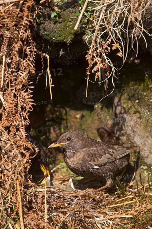 Ring ouzel