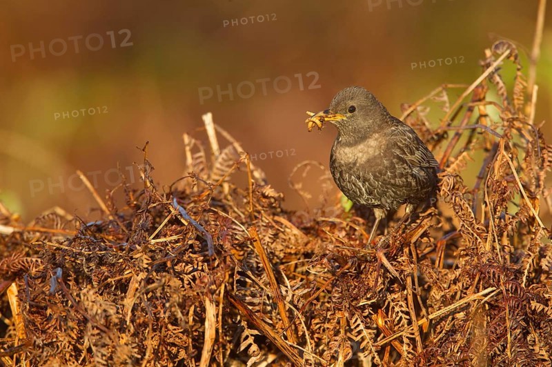 Ring ouzel