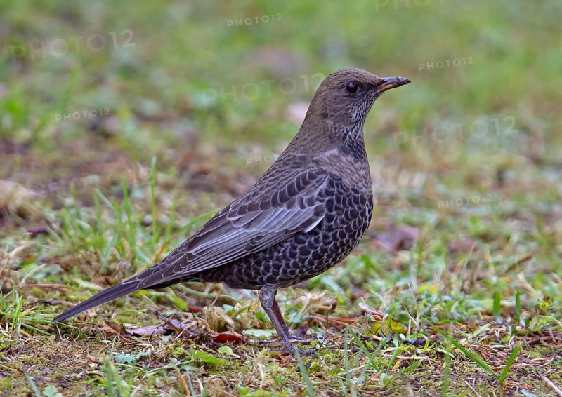 Ring ouzel