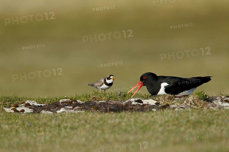 Eurasian Oystercatcher