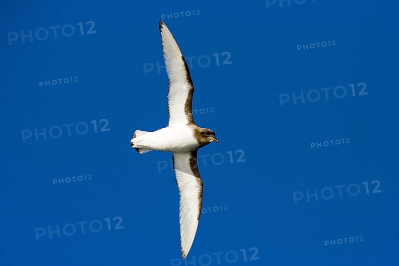 White-winged Petrel