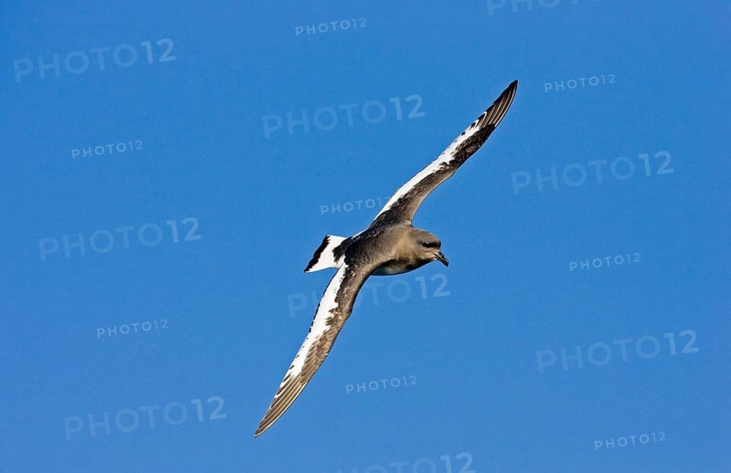 White-winged Petrel