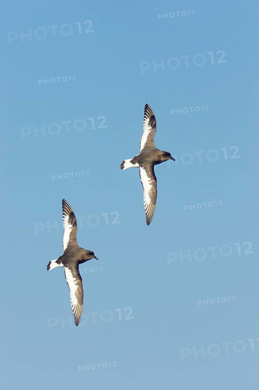 White-winged Petrel