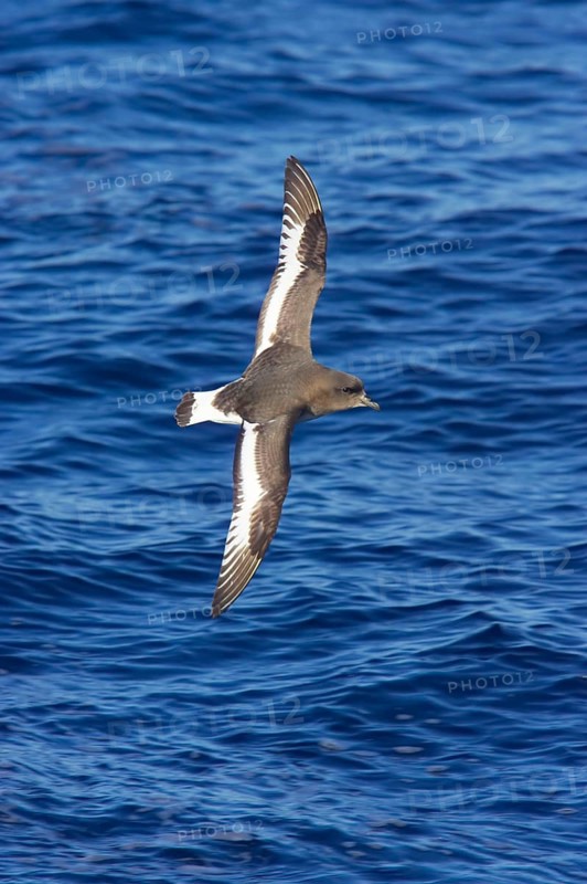 White-winged Petrel