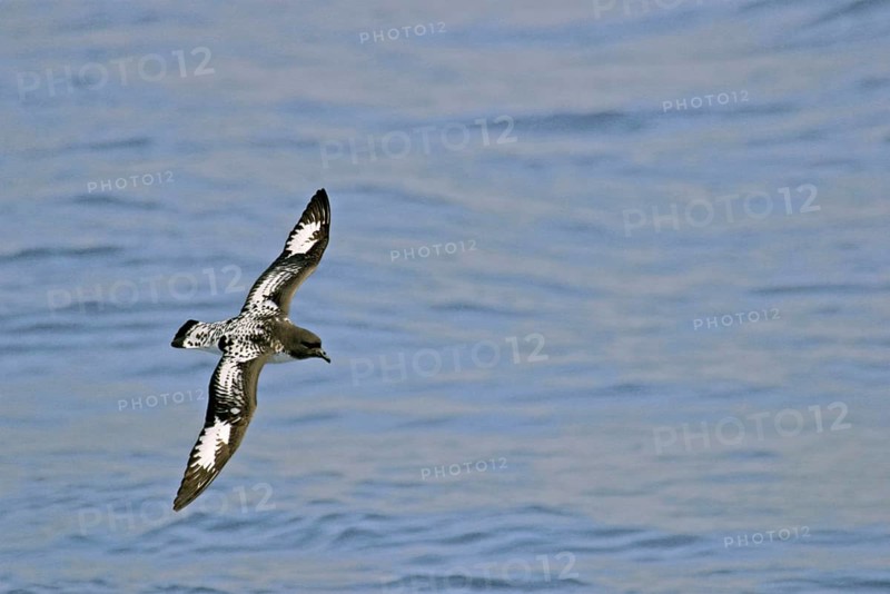 Pintado or Cape Petrel