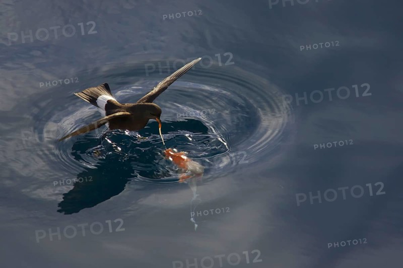 Wilson's wilson's storm petrel