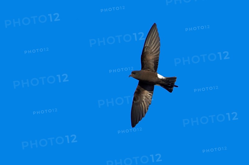 Wilson's storm petrel