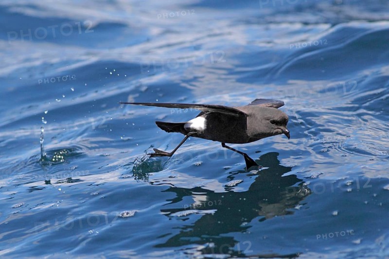 Wilson's Storm-petrel
