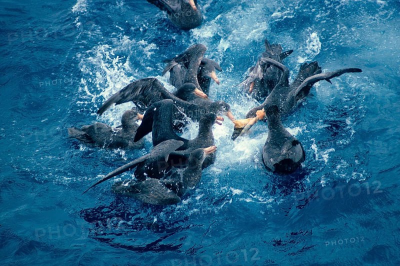 Southern giant petrel