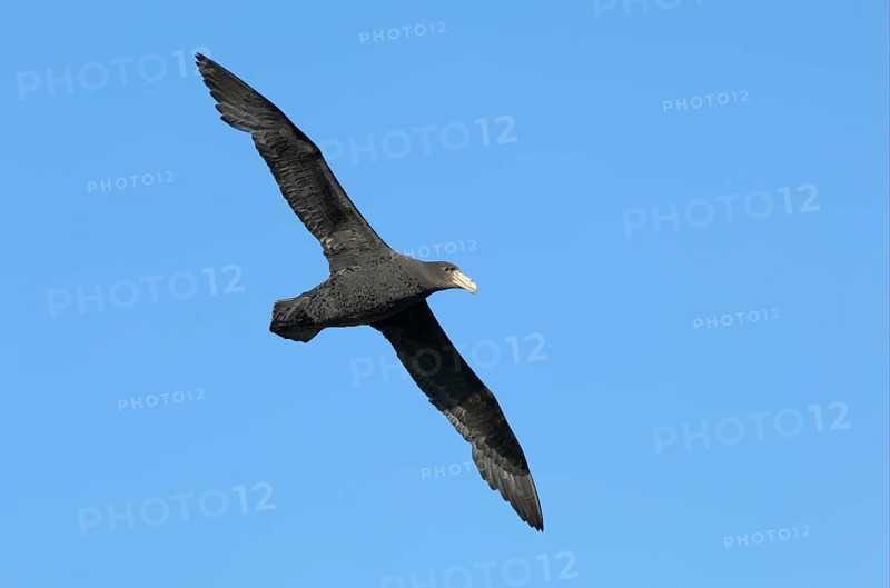 Southern giant petrel