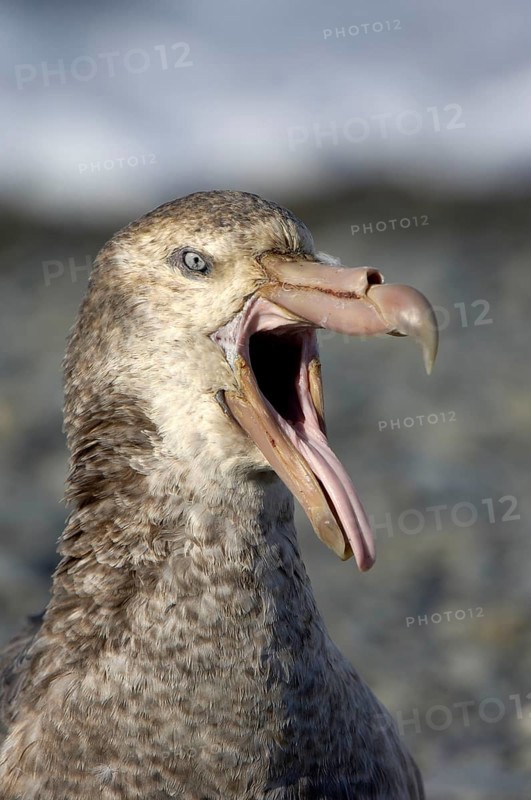 Southern giant petrel