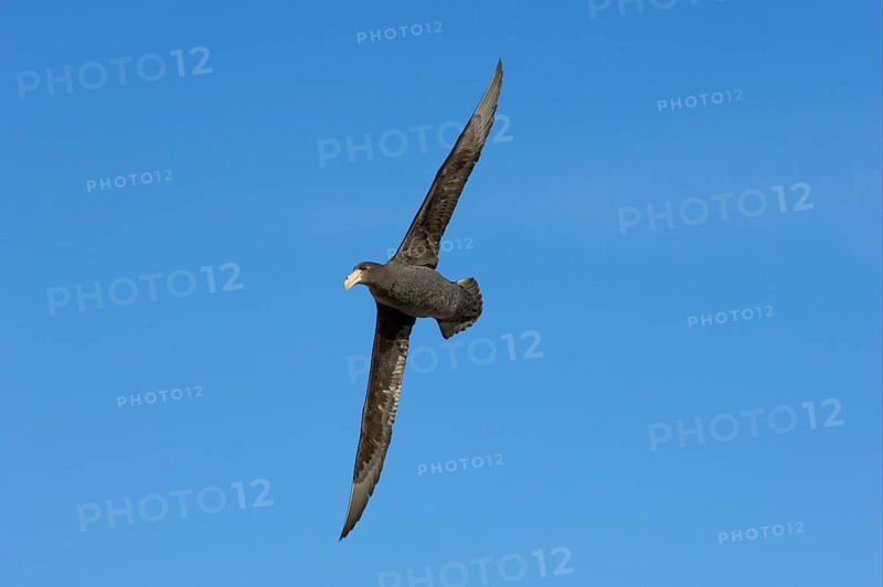 Southern giant petrel