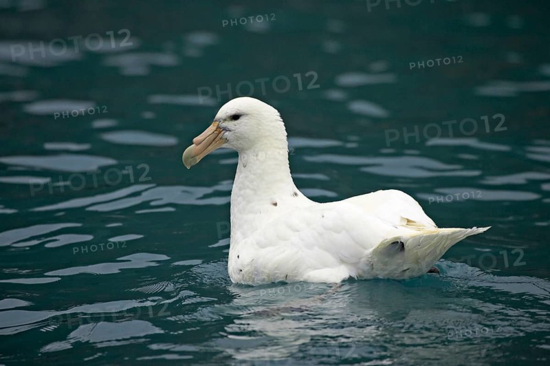 Southern giant petrel