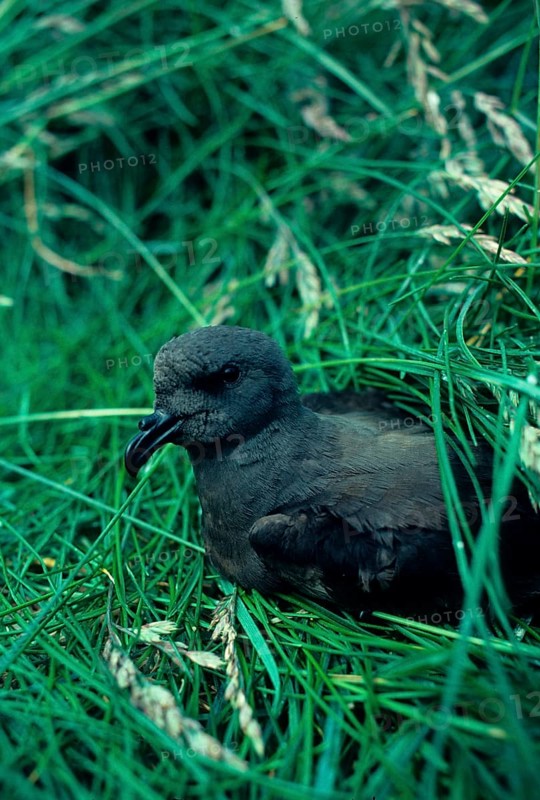 Leach's Petrel Close-up