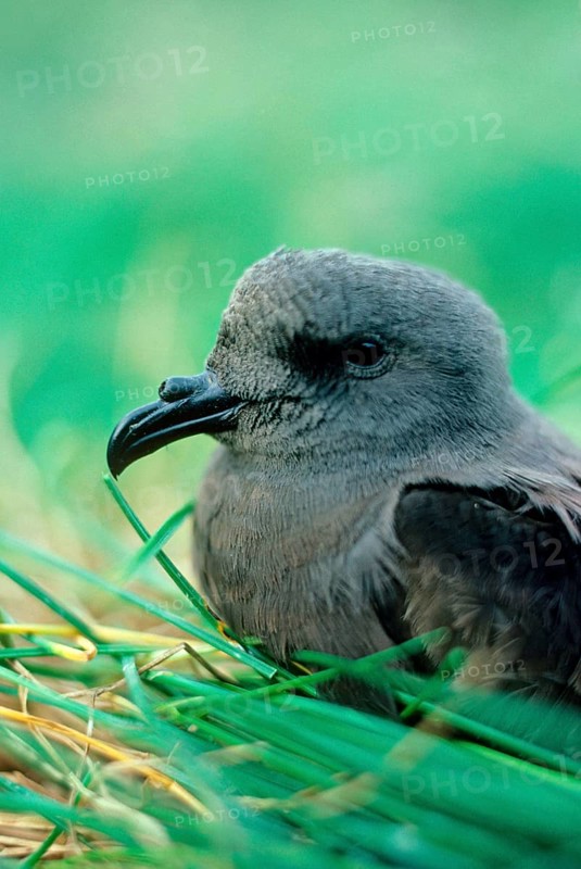 Leach's storm petrel