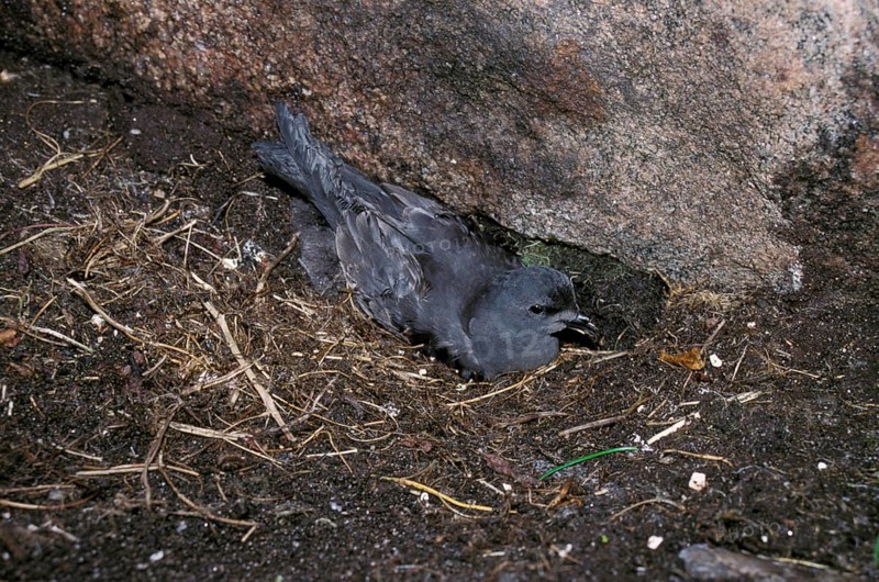 Leach's Storm Petrel At nest with young