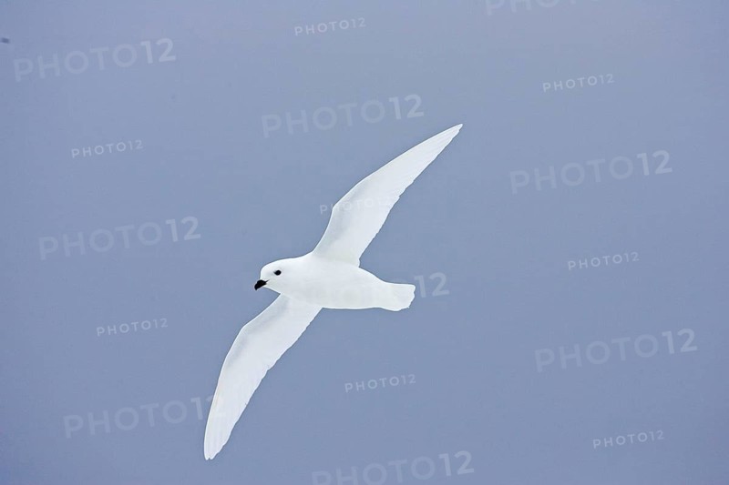 Snow petrel
