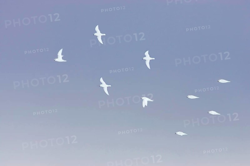 Snow petrel