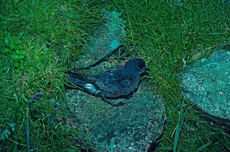 Storm Petrel