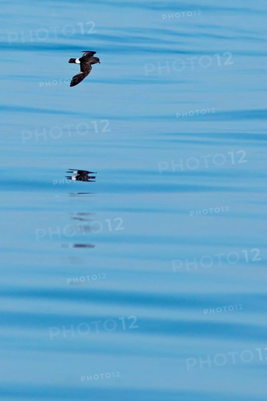 European Storm-petrel