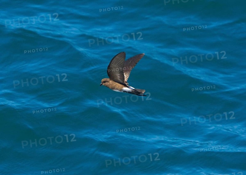 Elliot's storm petrel