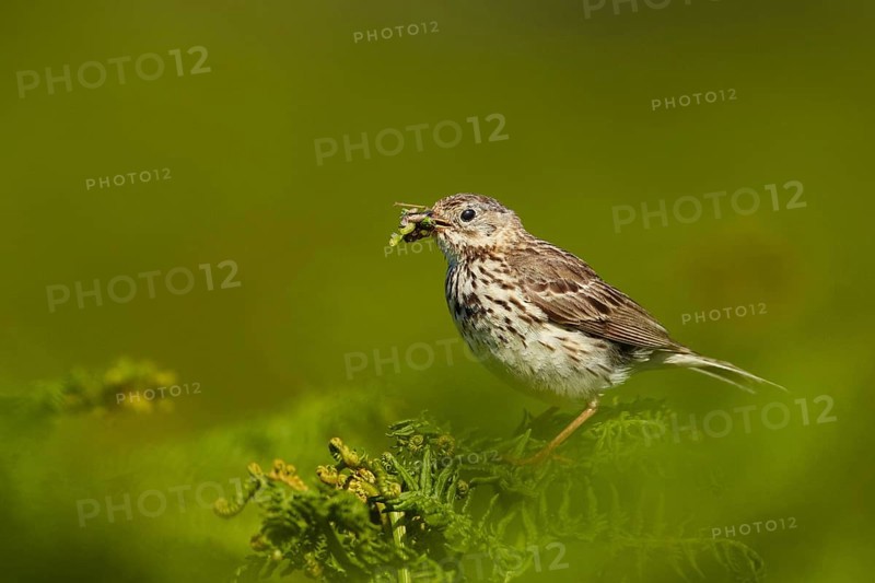 Meadow Pipit