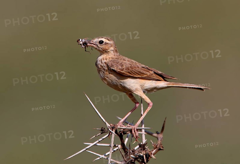 Stilt Pipit