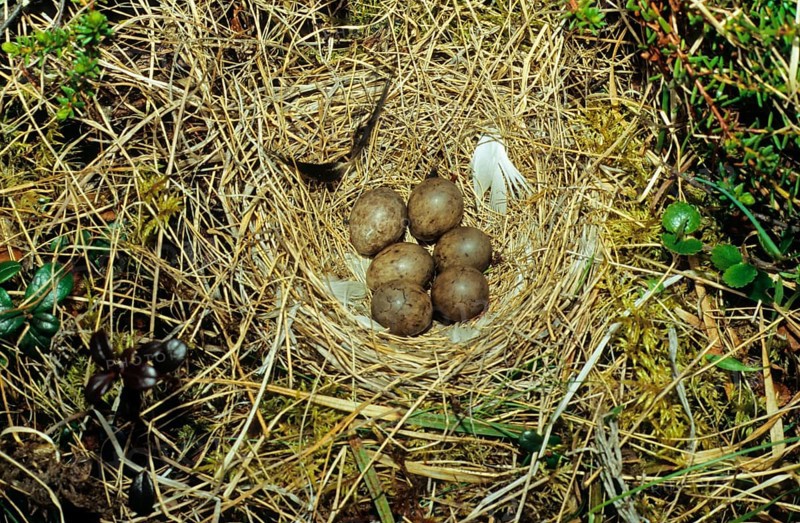 Red-throated pipit