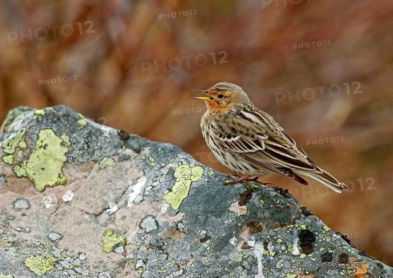 Red-throated pipit