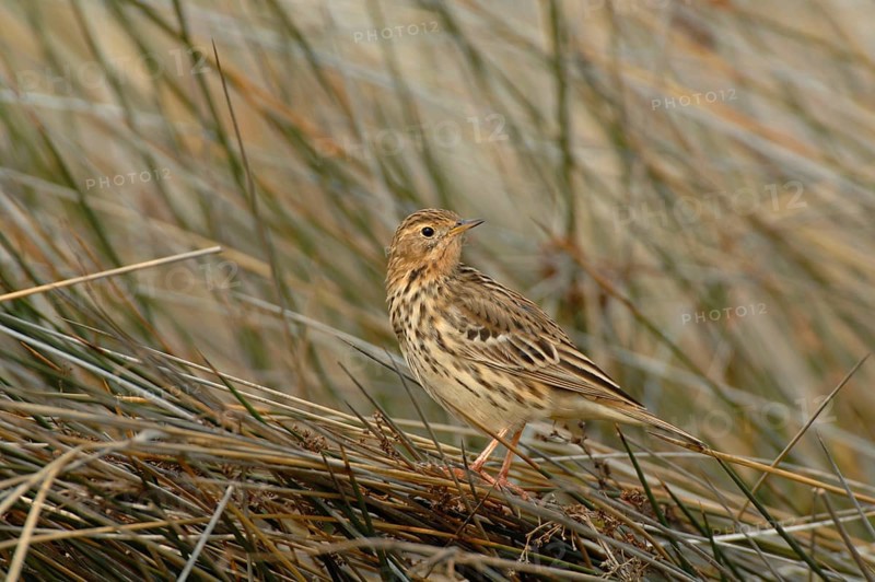 Red-throated Pipit