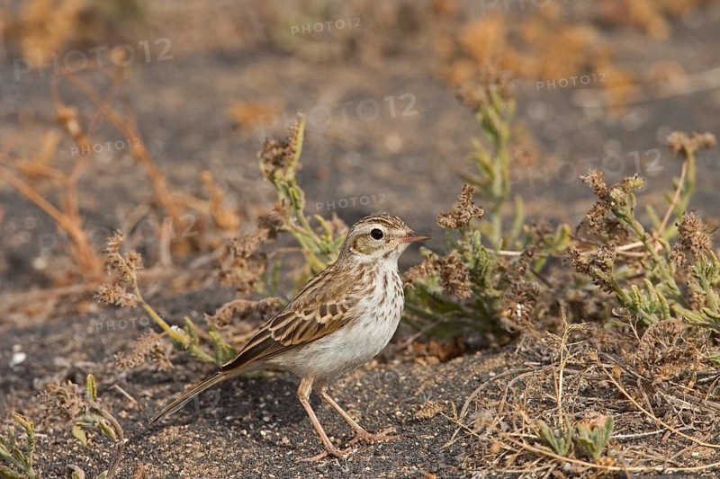 Adult Berthelot's Pipit