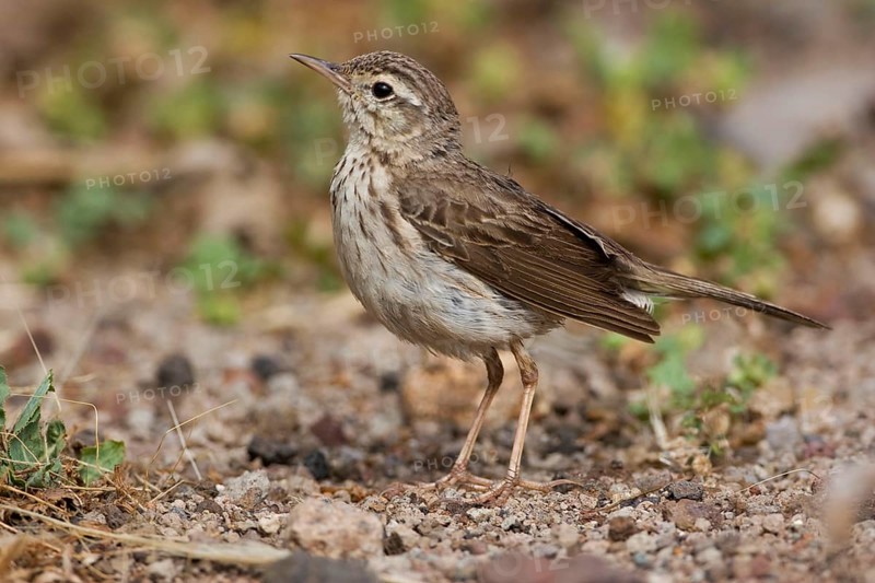 Adult Berthelot's Pipit