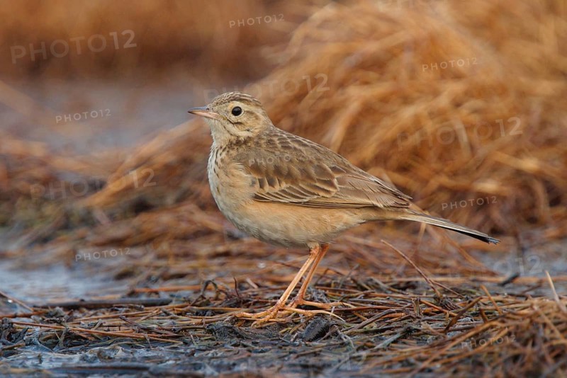 Richard's richard's pipit