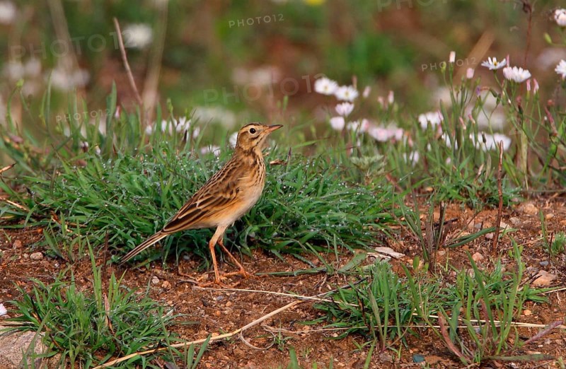 Richard's Pipit