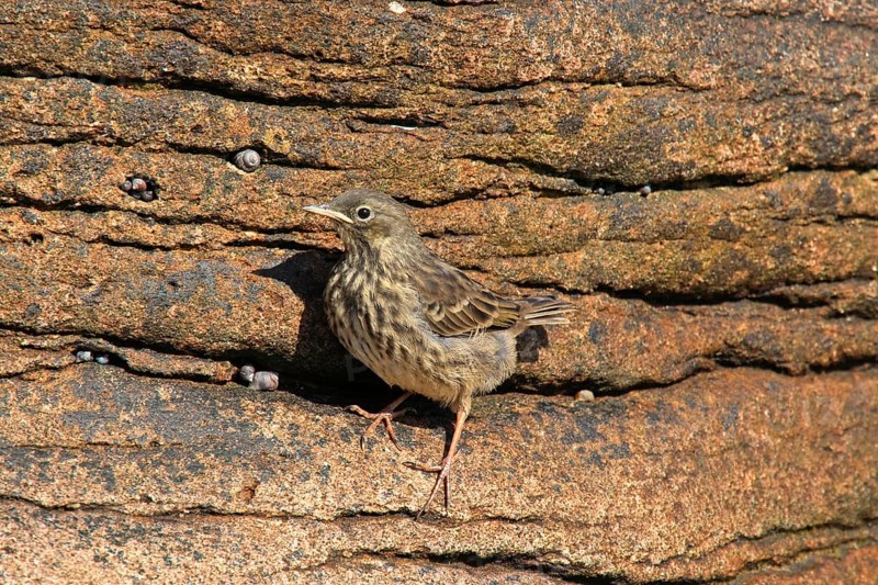 Eurasian rock pipit